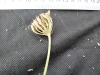 Thumbnail IMG_20210717_190151.jpg 