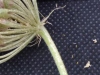 Thumbnail IMG_20210717_190211.jpg 
