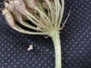 Thumbnail IMG_20210717_190216.jpg 