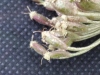 Thumbnail IMG_20210717_190231.jpg 