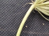 Thumbnail IMG_20210717_190310.jpg 