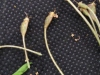 Thumbnail IMG_20210717_190343.jpg 