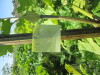 Thumbnail IMG_0162.JPG 