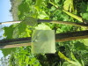 Thumbnail IMG_0163.JPG 
