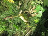 Thumbnail IMG_0164.JPG 