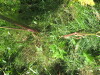 Thumbnail IMG_0165.JPG 