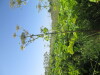 Thumbnail IMG_0166.JPG 