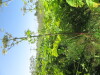 Thumbnail IMG_0167.JPG 