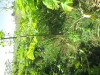 Thumbnail IMG_0168.JPG 