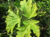Thumbnail IMG_0170.JPG 
