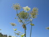 Thumbnail IMG_0171.JPG 