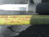 Thumbnail IMG_0511.JPG 