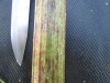 Thumbnail IMG_0516.JPG 