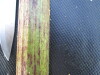 Thumbnail IMG_0517.JPG 