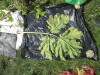Thumbnail IMG_0518.JPG 