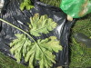 Thumbnail IMG_0519.JPG 