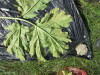 Thumbnail IMG_0520.JPG 