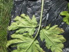 Thumbnail IMG_0521.JPG 