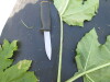Thumbnail IMG_0522.JPG 