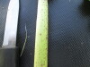 Thumbnail IMG_0525.JPG 