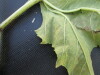 Thumbnail IMG_0526.JPG 