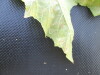 Thumbnail IMG_0527.JPG 