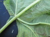 Thumbnail IMG_0528.JPG 