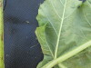 Thumbnail IMG_0529.JPG 