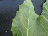 Thumbnail IMG_0530.JPG 
