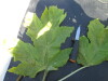 Thumbnail IMG_0531.JPG 