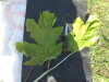 Thumbnail IMG_0532.JPG 