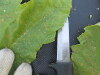 Thumbnail IMG_0533.JPG 