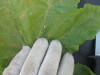 Thumbnail IMG_0534.JPG 