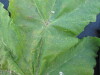 Thumbnail IMG_0535.JPG 