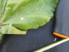 Thumbnail IMG_0536.JPG 