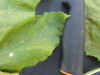 Thumbnail IMG_0537.JPG 