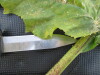 Thumbnail IMG_0538.JPG 