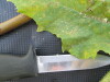 Thumbnail IMG_0539.JPG 