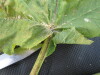 Thumbnail IMG_0540.JPG 
