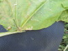 Thumbnail IMG_0541.JPG 