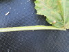 Thumbnail IMG_0542.JPG 