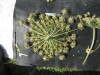 Thumbnail IMG_0544.JPG 
