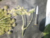 Thumbnail IMG_0545.JPG 