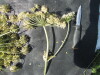 Thumbnail IMG_0546.JPG 