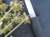 Thumbnail IMG_0548.JPG 