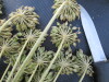 Thumbnail IMG_0549.JPG 