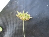 Thumbnail IMG_0550.JPG 