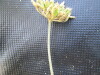 Thumbnail IMG_0551.JPG 