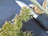 Thumbnail IMG_0552.JPG 