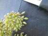 Thumbnail IMG_0553.JPG 